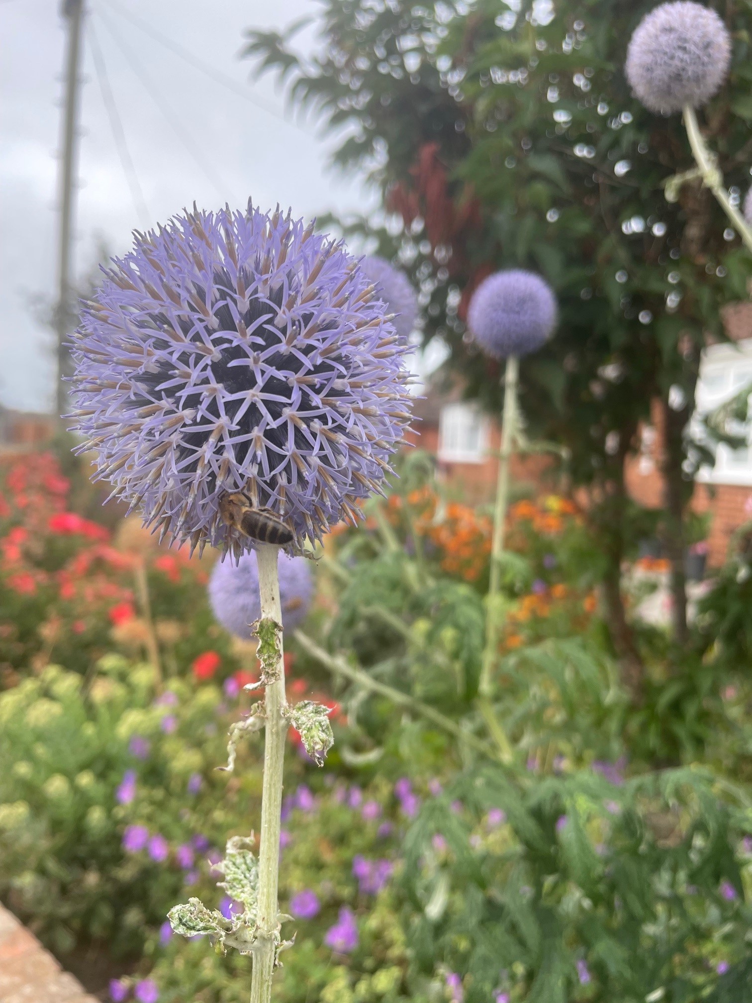 Winning Gardens